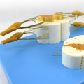 VERTEBRA13 (12397) Medical Science Human Spinal Cord with Nerve Branches Medical Skeleton Model